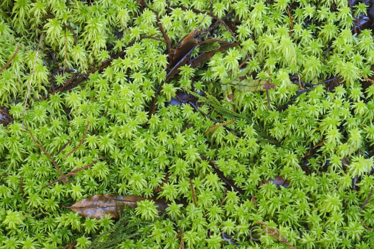Sphagnum Moss (<i>Sphagnum cristatum</i>), this is the common sphagnum moss found in high rainfall areas of New Zealand andAustralia. It is harvested commercially, mainly for the horticultural industry. sphagnum-3323htm'>Sphagnum. <a href='sphagnaceae-plant-family-photoshtml'>Sphagnaceae</a>.