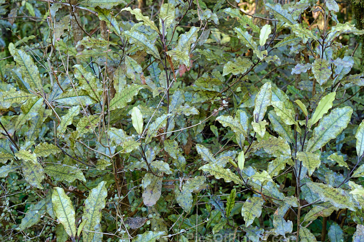 Westland Quintinia or Tawheowheo (<i>Quintinia serrata</i>), a small evergreen tree to 8m tall, found in the western areas of New Zealand from around Auckland to Hokitika. The bronze green leaves have wavy edges and are mottled or irregularly blotched. It appears similar to Pittosporum eugenioides but occurs in far shadier conditions. Order: Paracryphiales, Family: Paracryphiaceae