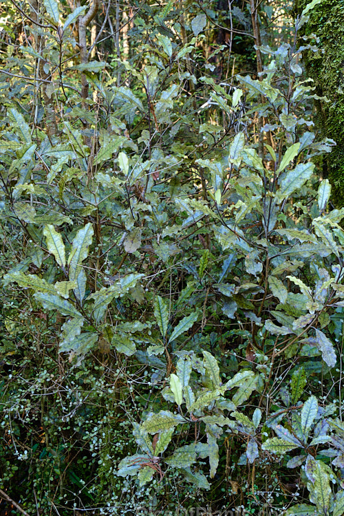 Westland Quintinia or Tawheowheo (<i>Quintinia serrata</i>), a small evergreen tree to 8m tall, found in the western areas of New Zealand from around Auckland to Hokitika. The bronze green leaves have wavy edges and are mottled or irregularly blotched. It appears similar to Pittosporum eugenioides but occurs in far shadier conditions. Order: Paracryphiales, Family: Paracryphiaceae