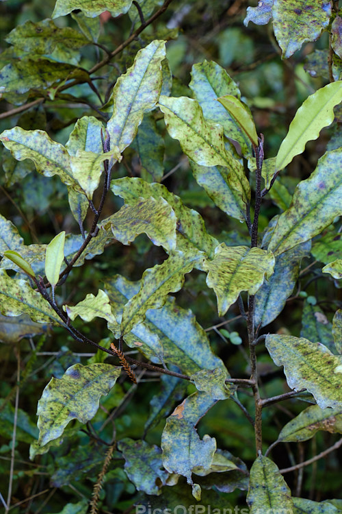 Westland Quintinia or Tawheowheo (<i>Quintinia serrata</i>), a small evergreen tree to 8m tall, found in the western areas of New Zealand from around Auckland to Hokitika. The bronze green leaves have wavy edges and are mottled or irregularly blotched. It appears similar to Pittosporum eugenioides but occurs in far shadier conditions. Order: Paracryphiales, Family: Paracryphiaceae