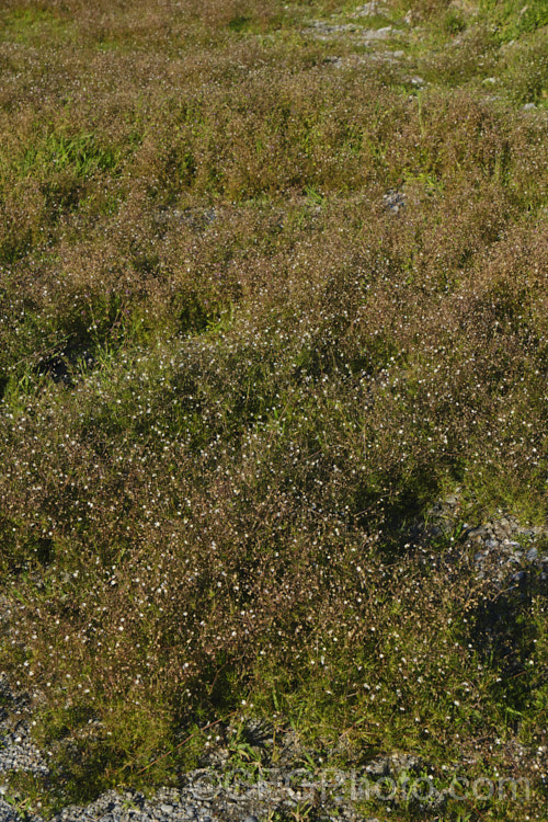 Tasmanian. Sand Spurrey (<i>Spergularia tasmanica</i>), a small, spreading, prostrate, short-lived perennial with green to bronze foliage and tiny, 5-petalled pale pink flowers that quickly fade to white. It occurs naturally through most of New Zealand andAustralia. spergularia-3322htm'>Spergularia. Order: Caryophyllales, Family: Caryophyllaceae