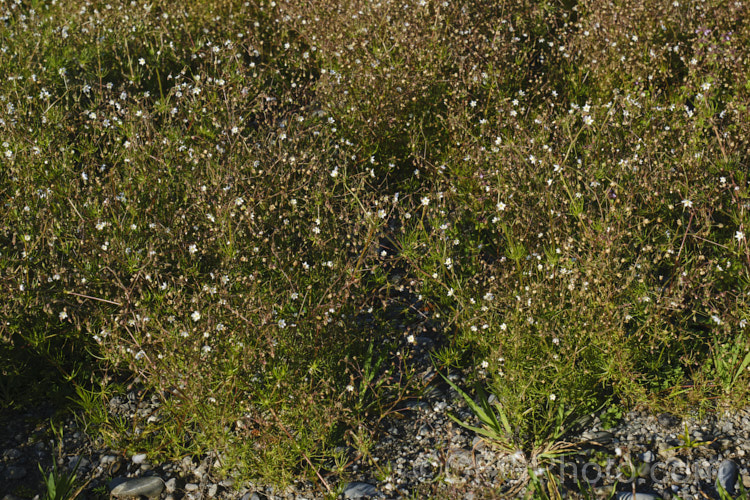 Tasmanian. Sand Spurrey (<i>Spergularia tasmanica</i>), a small, spreading, prostrate, short-lived perennial with green to bronze foliage and tiny, 5-petalled pale pink flowers that quickly fade to white. It occurs naturally through most of New Zealand andAustralia. spergularia-3322htm'>Spergularia. Order: Caryophyllales, Family: Caryophyllaceae