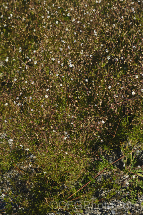 Tasmanian. Sand Spurrey (<i>Spergularia tasmanica</i>), a small, spreading, prostrate, short-lived perennial with green to bronze foliage and tiny, 5-petalled pale pink flowers that quickly fade to white. It occurs naturally through most of New Zealand andAustralia. spergularia-3322htm'>Spergularia. Order: Caryophyllales, Family: Caryophyllaceae