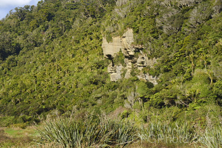 An area of bush on the West Coast, South Island, New Zealand dominated by Nikau Palm or Shaving Brush Palm (<i>Rhopalostylis sapida</i>), a New Zealand feather palm also found at 44S in the Chatham Islands, making it the southernmost palm. rhopalostylis-2553htm'>Rhopalostylis.