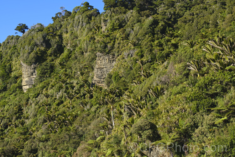 An area of bush on the West Coast, South Island, New Zealand dominated by Nikau Palm or Shaving Brush Palm (<i>Rhopalostylis sapida</i>), a New Zealand feather palm also found at 44S in the Chatham Islands, making it the southernmost palm. rhopalostylis-2553htm'>Rhopalostylis.