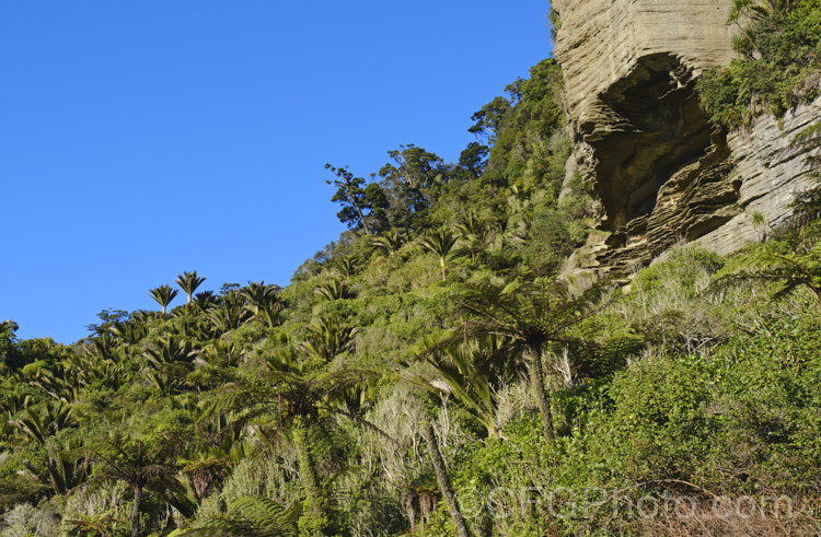 An area of bush on the West Coast, South Island, New Zealand dominated by Nikau Palm or Shaving Brush Palm (<i>Rhopalostylis sapida</i>), a New Zealand feather palm also found at 44S in the Chatham Islands, making it the southernmost palm. rhopalostylis-2553htm'>Rhopalostylis.