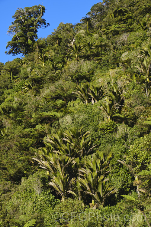 An area of bush on the West Coast, South Island, New Zealand dominated by Nikau Palm or Shaving Brush Palm (<i>Rhopalostylis sapida</i>), a New Zealand feather palm also found at 44S in the Chatham Islands, making it the southernmost palm. rhopalostylis-2553htm'>Rhopalostylis.