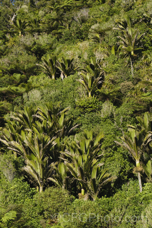 An area of bush on the West Coast, South Island, New Zealand dominated by Nikau Palm or Shaving Brush Palm (<i>Rhopalostylis sapida</i>), a New Zealand feather palm also found at 44S in the Chatham Islands, making it the southernmost palm. rhopalostylis-2553htm'>Rhopalostylis.