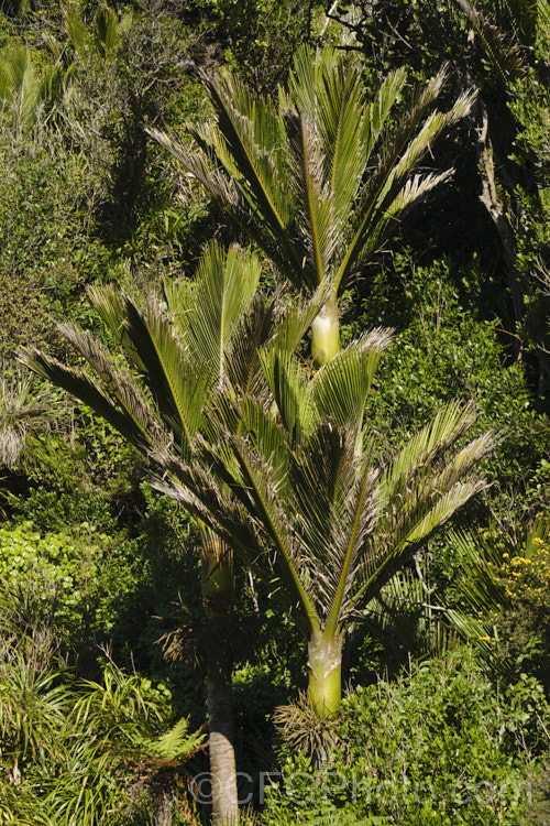 Nikau Palm or Shaving Brush Palm (<i>Rhopalostylis sapida</i>), a New Zealand feather palm also found at 44S in the Chatham Islands, making it the southernmost palm. rhopalostylis-2553htm'>Rhopalostylis.