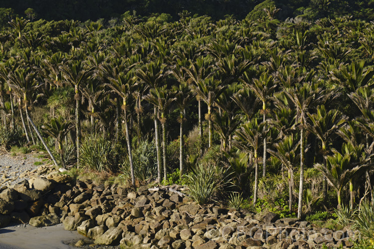 Nikau Palm or Shaving Brush Palm (<i>Rhopalostylis sapida</i>), a New Zealand feather palm also found at 44S in the Chatham Islands, making it the southernmost palm. rhopalostylis-2553htm'>Rhopalostylis.