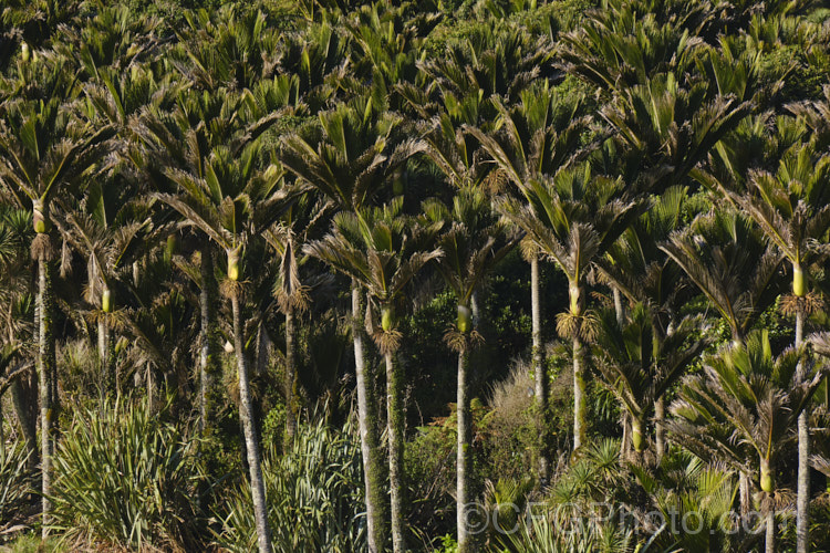 Nikau Palm or Shaving Brush Palm (<i>Rhopalostylis sapida</i>), a New Zealand feather palm also found at 44S in the Chatham Islands, making it the southernmost palm. rhopalostylis-2553htm'>Rhopalostylis.