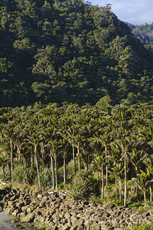 Nikau Palm or Shaving Brush Palm (<i>Rhopalostylis sapida</i>), a New Zealand feather palm also found at 44S in the Chatham Islands, making it the southernmost palm. rhopalostylis-2553htm'>Rhopalostylis.