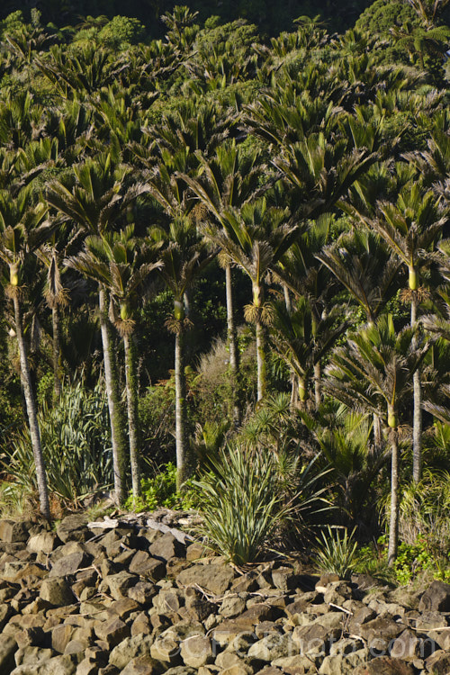Nikau Palm or Shaving Brush Palm (<i>Rhopalostylis sapida</i>), a New Zealand feather palm also found at 44S in the Chatham Islands, making it the southernmost palm. rhopalostylis-2553htm'>Rhopalostylis.