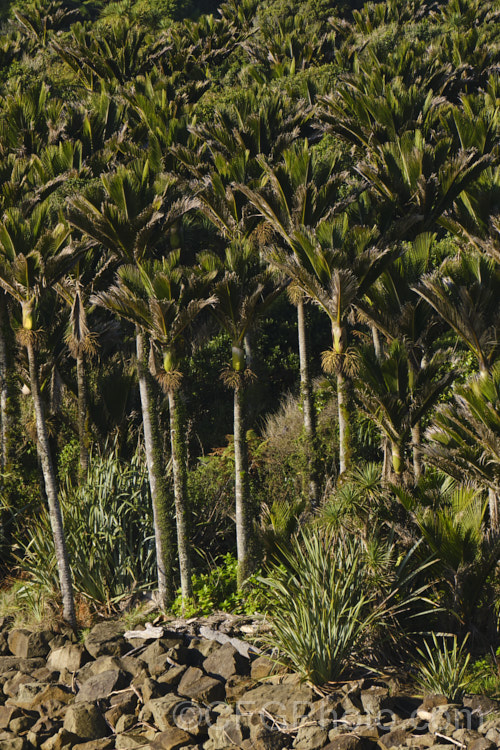 Nikau Palm or Shaving Brush Palm (<i>Rhopalostylis sapida</i>), a New Zealand feather palm also found at 44S in the Chatham Islands, making it the southernmost palm. rhopalostylis-2553htm'>Rhopalostylis.