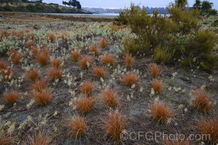 Red Hook. Sedge (<i>Uncinia rubra</i>), a grassy sedge with deep red-brown foliage. It grows to around 40cm high but can form wide-spreading clumps. It occurs over most of New Zealand uncinia-3676htm'>Uncinia. Order: Poales, Family: Cyperaceae