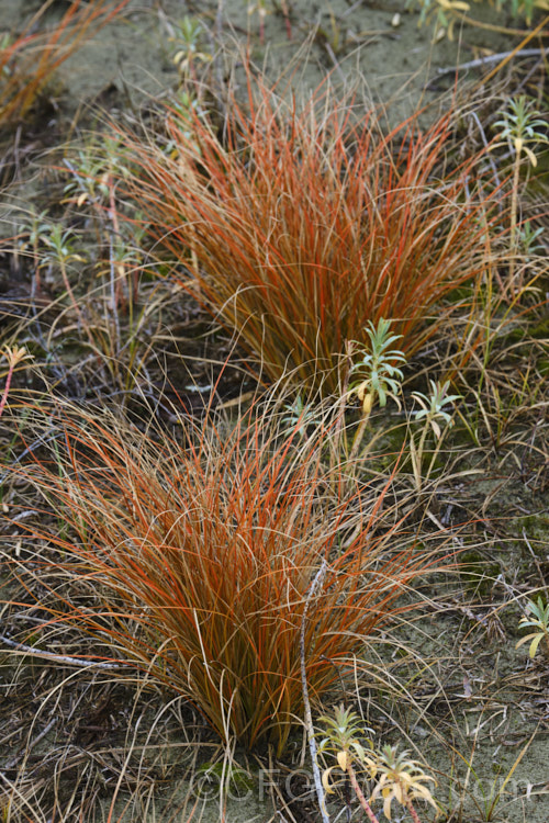 Red Hook. Sedge (<i>Uncinia rubra</i>), a grassy sedge with deep red-brown foliage. It grows to around 40cm high but can form wide-spreading clumps. It occurs over most of New Zealand uncinia-3676htm'>Uncinia. Order: Poales, Family: Cyperaceae