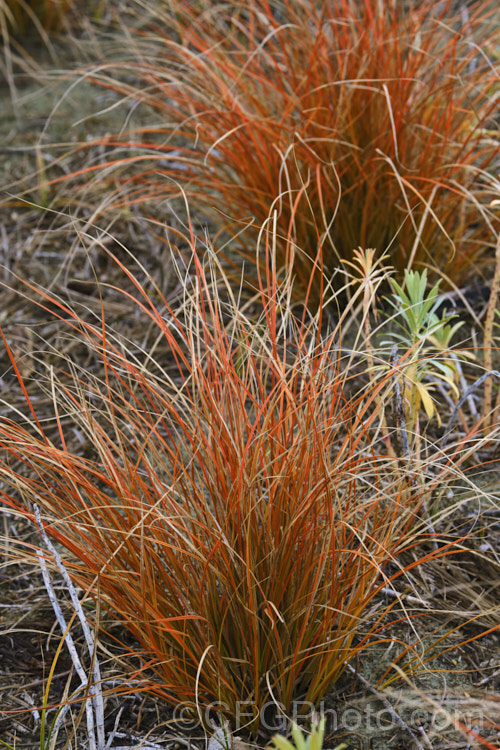 Red Hook. Sedge (<i>Uncinia rubra</i>), a grassy sedge with deep red-brown foliage. It grows to around 40cm high but can form wide-spreading clumps. It occurs over most of New Zealand uncinia-3676htm'>Uncinia. Order: Poales, Family: Cyperaceae