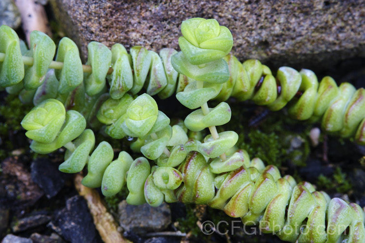 Jade. Necklace or Worm Plant (<i>Crassula rupestris subsp. marnieriana</i>), a small-leaved, trailing subspecies of shrubby perennial succulent native to the Cape. Province of South Africa. Its pink-tinted cream flowers open from early winter. crassula-2829htm'>Crassula. <a href='crassulaceae-plant-family-photoshtml'>Crassulaceae</a>.