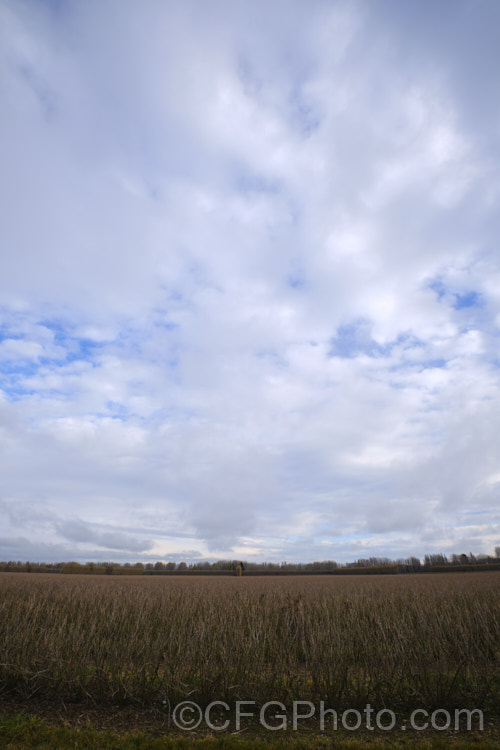 A large field of Black Currants (<i>Ribes nigrum</i>) in winter, before pruning. This deciduous shrub is found from Europe through. Central Asia to the Himalayas. Its small greenish flowers are insignificant but are followed by clusters of berries that are a deep blackish purple when ripe. Fresh black currants are renowned for their high level of vitamin. C
