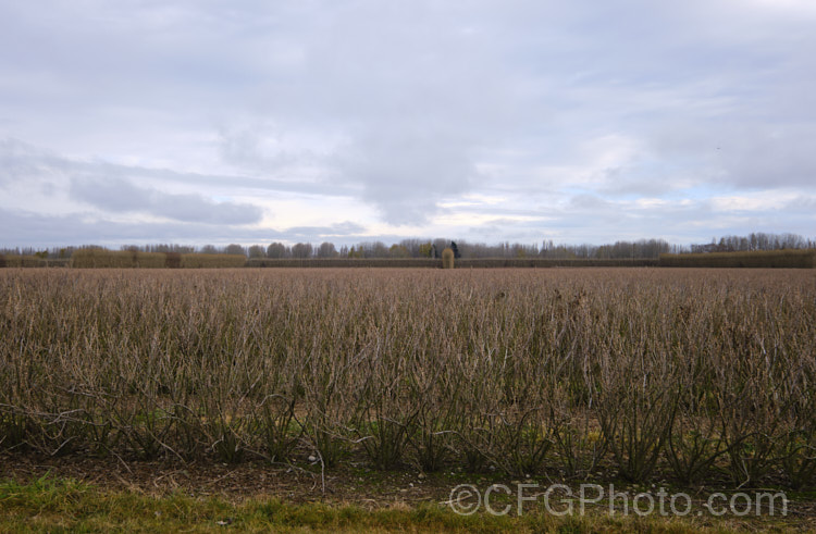A large field of Black Currants (<i>Ribes nigrum</i>) in winter, before pruning. This deciduous shrub is found from Europe through. Central Asia to the Himalayas. Its small greenish flowers are insignificant but are followed by clusters of berries that are a deep blackish purple when ripe. Fresh black currants are renowned for their high level of vitamin. C