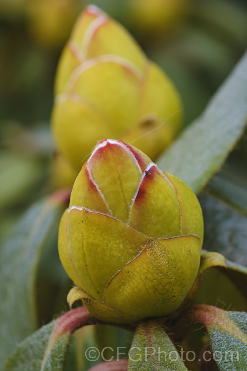 Rhododendron 'Parisienne' (<i>Rhododendron valentianum x Rhododendron burmanicum</i>), an early-flowering hybrid with bronze foliage. Raised by Rothschild in 1947, it was among the first yellow-flowered hybrids and in common with many of these it lacks hardiness. The modern form of 'Parisienne' is more compact than the original cultivar and is sometimes called 'Parisienne. Improved', though as it has largely replaced the earlier form this distinction is hardly necessary