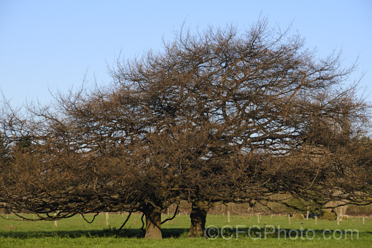 A pair of intertwined and wind-stunted. English Oaks (<i>Quercus robur</i>). Usually a large, round-headed deciduous tree found from Britain to western Russia, the English or Common Oak lives to a great age and can reach 40m tall, though 20-35m is more common. These two have had a hard life, which has included having their lower branches grazed off at sheep and cattle browsing height. Order: Fagales, Family: Fagaceae