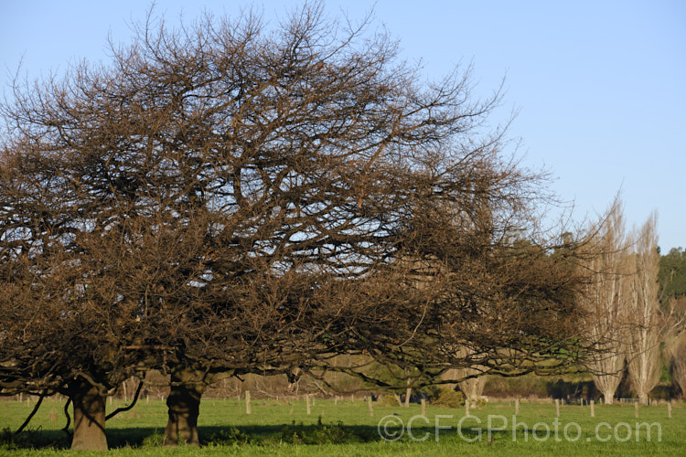 A pair of intertwined and wind-stunted. English Oaks (<i>Quercus robur</i>). Usually a large, round-headed deciduous tree found from Britain to western Russia, the English or Common Oak lives to a great age and can reach 40m tall, though 20-35m is more common. These two have had a hard life, which has included having their lower branches grazed off at sheep and cattle browsing height. Order: Fagales, Family: Fagaceae