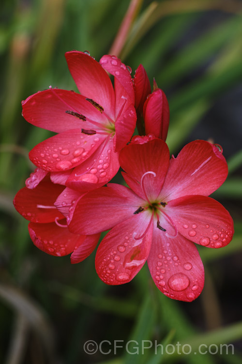 Kaffir. Lily (<i>Schizostylis coccinea</i>), an autumn-flowering southern African rhizomatous perennial that usually occurs in damp places, such as along the banks of watercourses. It has naturalised in farm drainage ditches in parts of New Zealand schizostylis-3292htm'>Schizostylis.