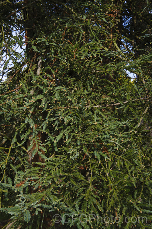 California. Redwood or Coast. Redwood (<i>Sequoia sempervirens</i>) with developing pollen cones (microstrobili</i>) in late winter. Generally regarded as the world's tallest tree, this conifer from the western United States can grow to over 100m tall sequoia-2494htm'>Sequoia. Order: Pinales, Family: Cupressaceae