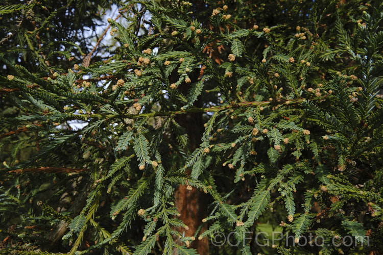California. Redwood or Coast. Redwood (<i>Sequoia sempervirens</i>) with developing pollen cones (microstrobili</i>) in late winter. Generally regarded as the world's tallest tree, this conifer from the western United States can grow to over 100m tall sequoia-2494htm'>Sequoia. Order: Pinales, Family: Cupressaceae