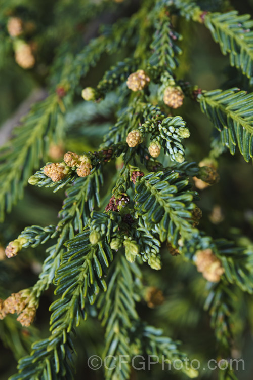 California. Redwood or Coast. Redwood (<i>Sequoia sempervirens</i>) with developing pollen cones (microstrobili</i>) in late winter. Generally regarded as the world's tallest tree, this conifer from the western United States can grow to over 100m tall sequoia-2494htm'>Sequoia. Order: Pinales, Family: Cupressaceae