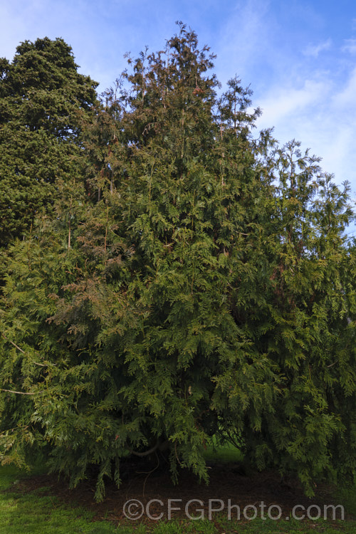 Thujopsis dolobrata, a 20-30m tall conifer native to Japan. When mature it has spreading branches that often sweep up slightly at the tips. Order: Pinales, Family: Cupressaceae