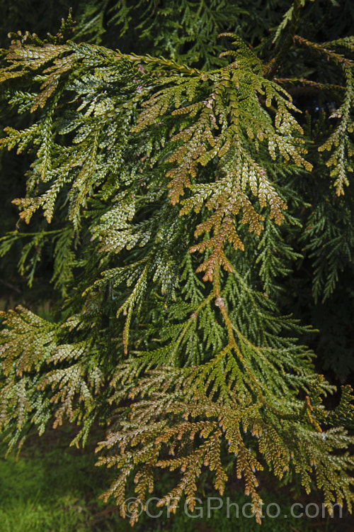 The winter foliage of Thujopsis dolobrata, a 20-30m tall conifer native to Japan. When mature it has spreading branches that often sweep up slightly at the tips. The almost plastic-like foliage has conspicuous white stomatal banding and develops bronze tones in winter. Order: Pinales, Family: Cupressaceae