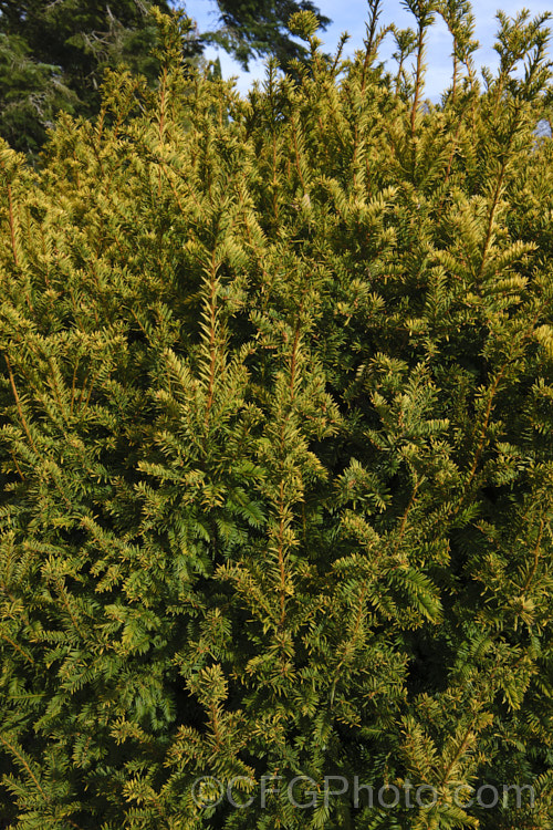 The winter foliage of Taxus baccata 'Semperaurea', a yew cultivar that has golden foliage year-round, unlike some others, such as 'Aurea', which may be green or bronze at times 'Semperaurea' is compact and slow-growing. Order: Pinales, Family: Taxaceae