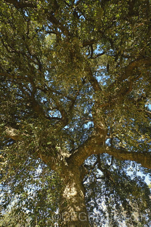 A view into the crown of a Cork. Oak (<i>Quercus suber</i>), a round-headed, 20-25m tall evergreen oak native to southern Europe and North Africa. Its bark is the source of natural cork. Order: Fagales, Family: Fagaceae