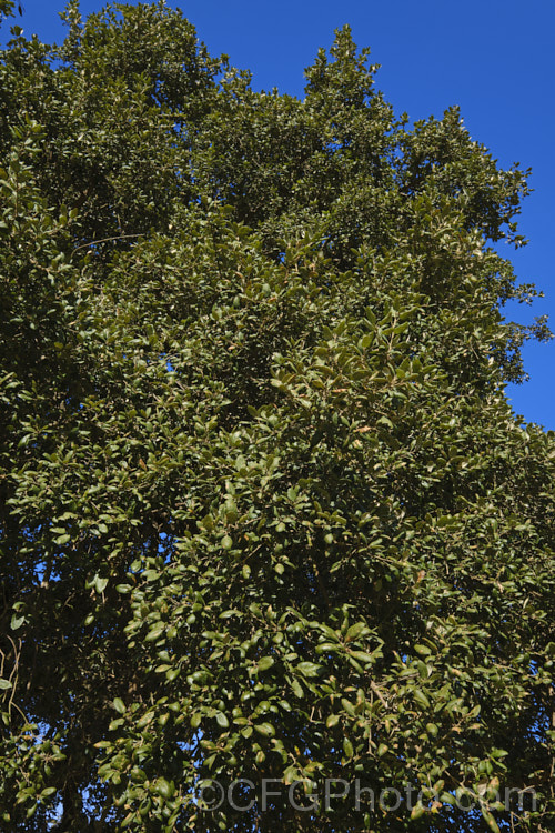 The winter foliage of Cork. Oak (<i>Quercus suber</i>), a round-headed, 20-25m tall evergreen oak native to southern Europe and North Africa. Its bark is the source of natural cork. Order: Fagales, Family: Fagaceae