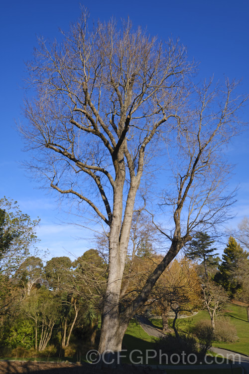 Dutch. Elm (<i>Ulmus x hollandica</i>) in winter. This 20-35m tall deciduous tree is a hybrid between Ulmus glabra and Ulmus carpinifolia. As with most elms the papery seed capsules (samara</i>) are showier than the flowers. Order: Rosales, Family: Ulmaceae
