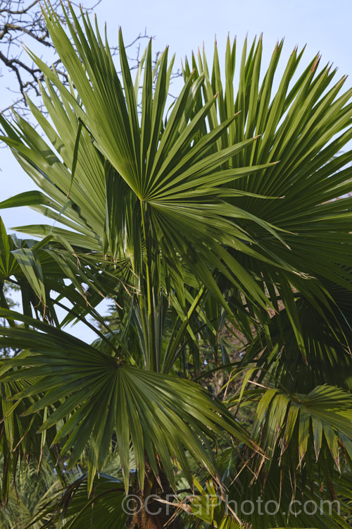 Martius'. Fan Palm or Khasia. Hills. Fan Palm (<i>Trachycarpus martianus</i>), a fan palm native to northern India and Nepal where it occurs at elevations up to 2,500m. Unlike many Trachycarpus species, when mature the trunk is bare, not covered in fibre. trachycarpus-2555htm'>Trachycarpus.