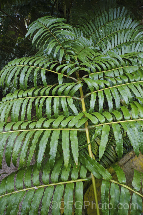 King Fern, Para or Potato Fern (<i>Ptisana salicina [syn. Marattia salicina]), a huge rhizomatous fern from Australasia and tropical Asia with edible rhizomes and fronds up to 36m long. Note the thickened bases of the leaflets and the prominent joining point to the rachis. This is a diagnostic feature for. Ptisana. ptisana-3681htm'>Ptisana. <a href='marattiaceae-plant-family-photoshtml'>Marattiaceae</a>.