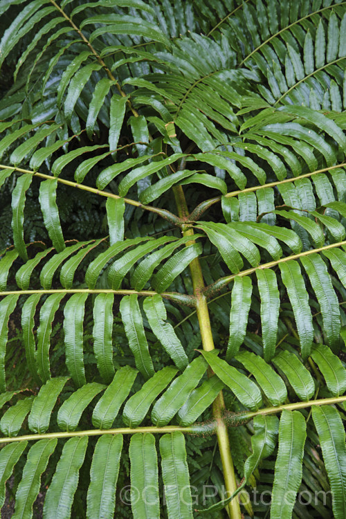 King Fern, Para or Potato Fern (<i>Ptisana salicina [syn. Marattia salicina]), a huge rhizomatous fern from Australasia and tropical Asia with edible rhizomes and fronds up to 36m long. Note the thickened bases of the leaflets and the prominent joining point to the rachis. This is a diagnostic feature for. Ptisana. ptisana-3681htm'>Ptisana. <a href='marattiaceae-plant-family-photoshtml'>Marattiaceae</a>.