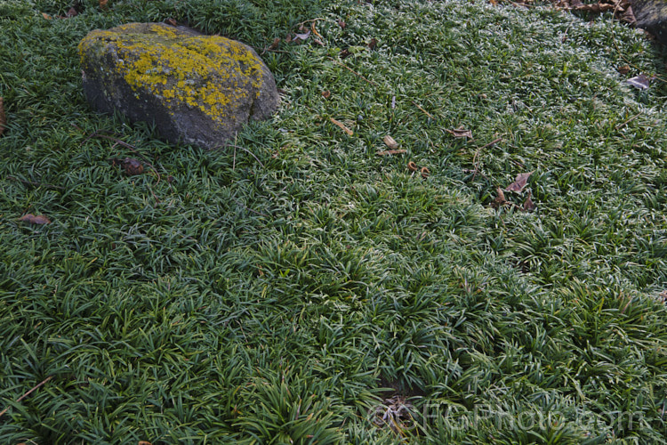 Kyoto Dwarf Mondo Grass (<i>Ophiopogon japonicus 'Kyoto' [syn 'Super Dwarf'), a short, densely clumping form of a Japanese evergreen perennial. It is mainly cultivated for its fine, grassy, dark green foliage. The short-stemmed racemes of small, white to pale lilac flowers followed by violet-blue berries are an attractive bonus. ophiopogon-2467htm'>Ophiopogon.