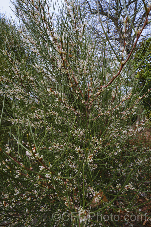 Beaked Hakea or Needlebush Hakea (<i>Hakea epiglottis</i>),a leafless shrub native to Tasmania. It is usually a dense, compact plant but with great age can grow to 3m high and wide. The plants tend to be unisexual in the wild, but cultivated specimens may produce male and female flowers on the same plant or flowers with both male and female parts. Order: Proteales, Family: Proteaceae