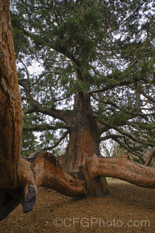 Giant Sequoia, Big. Tree or Sierra Redwood (<i>Sequoiadendron giganteum</i>), the world's largest tree by volume, this Californian conifer is capable of reaching nearly 100m tall As seen here, the tree often retains its lower branches, which can become very large. sequoiadendron-2495htm'>Sequoiadendron. Order: Pinales, Family: Cupressaceae