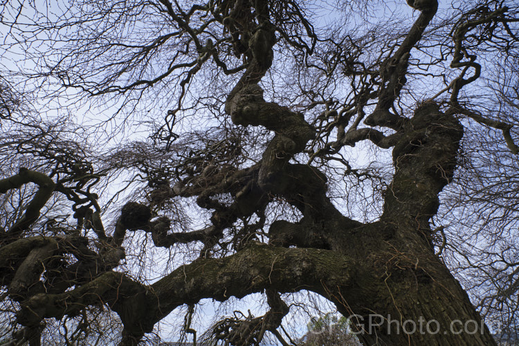 Camperdown Elm (<i>Ulmus glabra 'Camperdownii'), a form of the Scotch Elm or Wych Elm that develops into a wide-spreading, dome-shaped tree that forms an umbrella-like canopy. Order: Rosales, Family: Ulmaceae