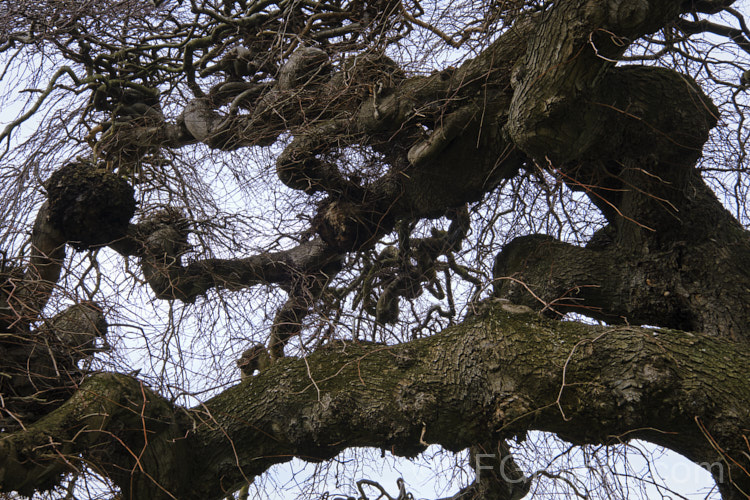Camperdown Elm (<i>Ulmus glabra 'Camperdownii'), a form of the Scotch Elm or Wych Elm that develops into a wide-spreading, dome-shaped tree that forms an umbrella-like canopy. Order: Rosales, Family: Ulmaceae