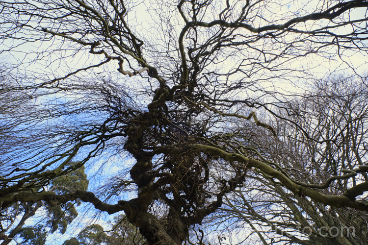 Camperdown Elm (<i>Ulmus glabra 'Camperdownii'), a form of the Scotch Elm or Wych Elm that develops into a wide-spreading, dome-shaped tree that forms an umbrella-like canopy. Order: Rosales, Family: Ulmaceae
