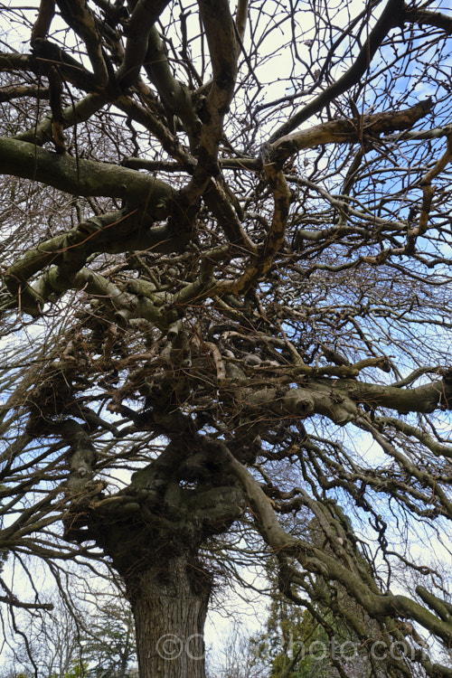 Camperdown Elm (<i>Ulmus glabra 'Camperdownii'), a form of the Scotch Elm or Wych Elm that develops into a wide-spreading, dome-shaped tree that forms an umbrella-like canopy. Order: Rosales, Family: Ulmaceae