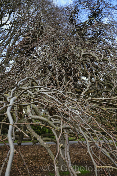 Camperdown Elm (<i>Ulmus glabra 'Camperdownii'), a form of the Scotch Elm or Wych Elm that develops into a wide-spreading, dome-shaped tree that forms an umbrella-like canopy. Order: Rosales, Family: Ulmaceae