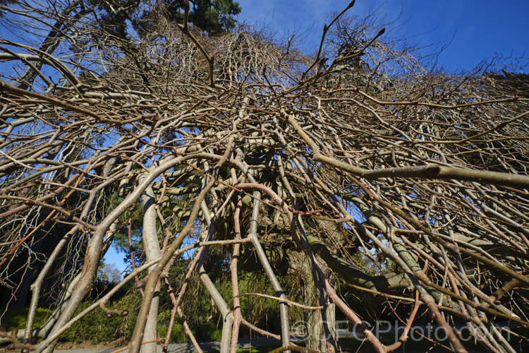 The bare winter branches of Camperdown Elm (<i>Ulmus glabra 'Camperdownii'), a form of the Scotch Elm or Wych Elm that develops into a wide-spreading, dome-shaped tree that forms an umbrella-like canopy. Order: Rosales, Family: Ulmaceae