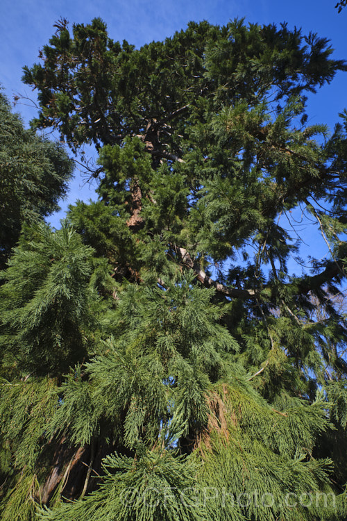 Giant Sequoia, Big. Tree or Sierra Redwood (<i>Sequoiadendron giganteum</i>), the world's largest tree by volume, this Californian conifer is capable of reaching nearly 100m tall sequoiadendron-2495htm'>Sequoiadendron. Order: Pinales, Family: Cupressaceae